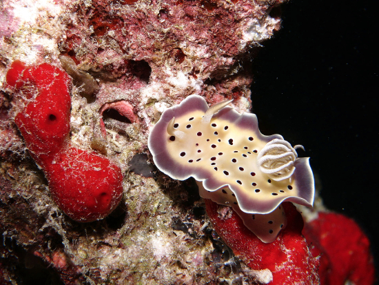  Goniobranchus tritos (Sea Slug)
